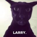 that server where we might occasionally talk about cats avatar