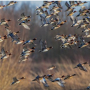 Duck Army Discord server icon