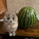 Stake.us Xnesss $1 to $1,00...