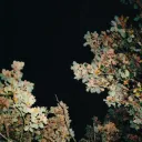 slowcore blindspot (+ screamo, emo, shoegaze, grunge, alternative, indie, punk, and inbetween)