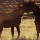 ⌖ 𝒌𝒊𝒔𝒎𝒆𝒕. Discord server icon