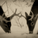 ⌖ 𝒌𝒊𝒔𝒎𝒆𝒕. Discord server icon