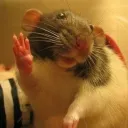 ᑭᗩᑕK ᖇᗩTᔕ Discord Server Icon