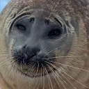 vic's seal paradise