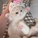 { ୨୧ } Kitty Kingdom