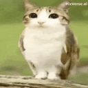 Discovery icon for MEOWLANDIA Discord server