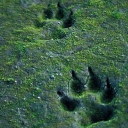 ⟡ ݁₊  the secret meadow 🐾 Discord server icon