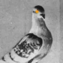 The Pigeonhole