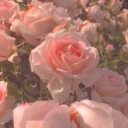 ♡ Blossom Tree ♡ Discord server icon