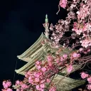 🌺「 ÆVØX 」🌸