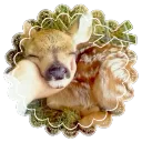 ✿  ﹕ ﹢    The   Cottage    ◞  🪷 discord icon