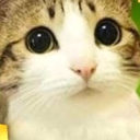 Kawaii Simulator