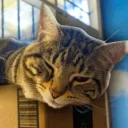 DuceTheCat Nation