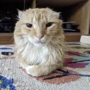 The silly kittens realm