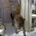 THE LEOPARDS INC. OS 𓃮