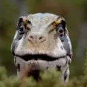 The Raptor Pack
