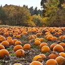 the pumpkin patch