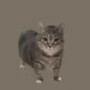 🐈 CMGS 🐈⬛