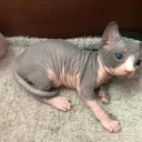 ตัวตลกของสังคม