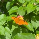 🦋 Lepidoptera - System Hangout