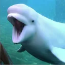 Beluga's Aquarium