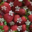 ⋮ 🍓;┆Fragoline