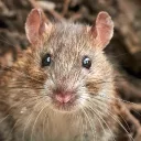 Facility Rat
