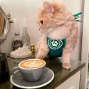 🐈Coffee cat☕