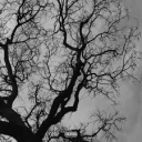 KOWA Discord server icon