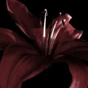 ᰔ・︴ The Velvet Room ｡° Discord Server Icon