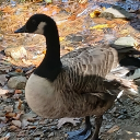 Duckies