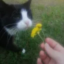 buried @ dawn