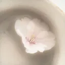 ᧔𑄸 Kittiefluff