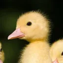 (CLOSED) Quacker’s Club