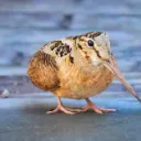 Woodcockcord