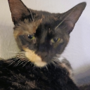 The Cookievorus Plant Infection Discord server icon