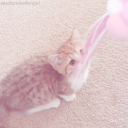 ୨୧　˙ fluffcub　⊹