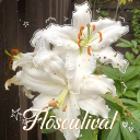 Flōsculival Discord server icon