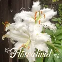 Flōsculival