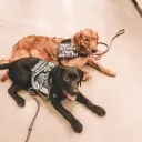 Service dog's united