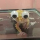 La cuevita de Komodo 🦎
