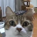 適当チーム(Discord鯖)