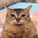 𑂘ꫀ᥅aphเᥴ 𓈒 vꫀil