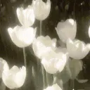 𝒎𝒐𝒐𝒏𝒍𝒊𝒕 𝒍𝒐𝒗𝒆 🌟 (wlw, 13-18)