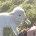 ۶ৎThe Flock ૮꒰˵• ﻌ •˵꒱ა Discord server icon