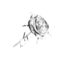 The White Rose