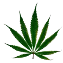 White Widow - Renegade RP Qc