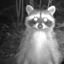 SenSei Shop | ADM/SAB/Roblox Cheap Shop Discord server icon