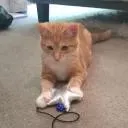 IceClouds yummycoke Discord Server Icon