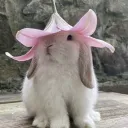 ꧁༒༺ Bunni’s Den ༻༒꧂